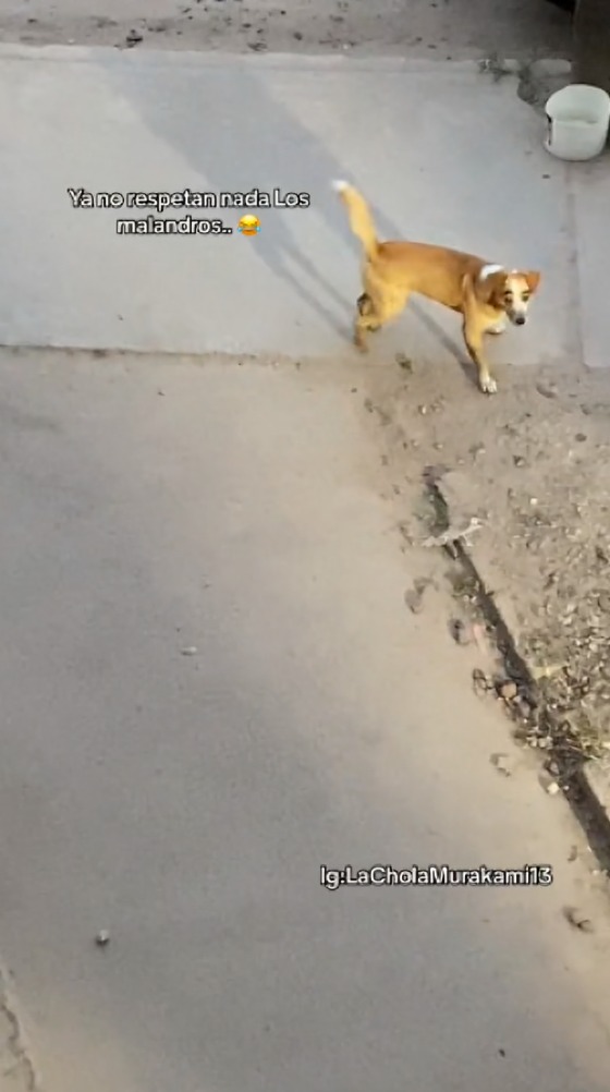 perrito regresa a su casa con cambio de look