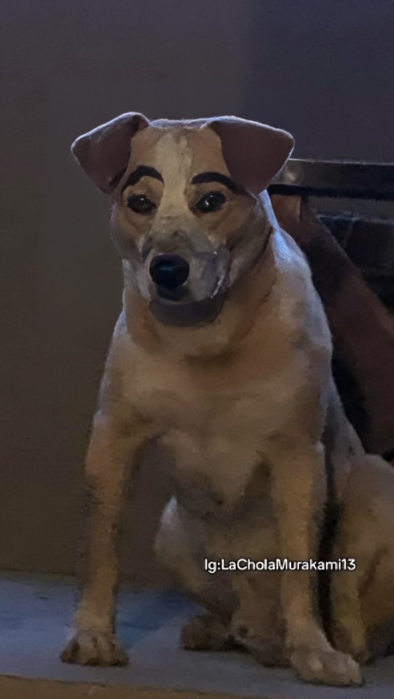 perrito se hace viral por cejas pintadas