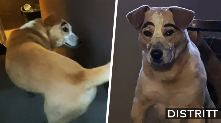 Perrito se vuelve viral por llegara su casa con cejas pintadas