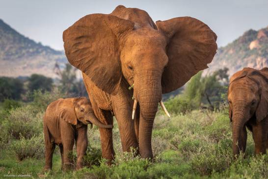 Probabilidades de que un elefante ataque a humanos 