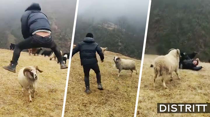 hombre molesta a chivo, tropieza y animal reacciona