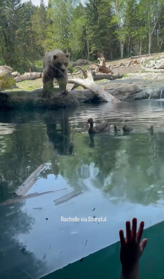 osos se come a familia de patos y niños se trauman