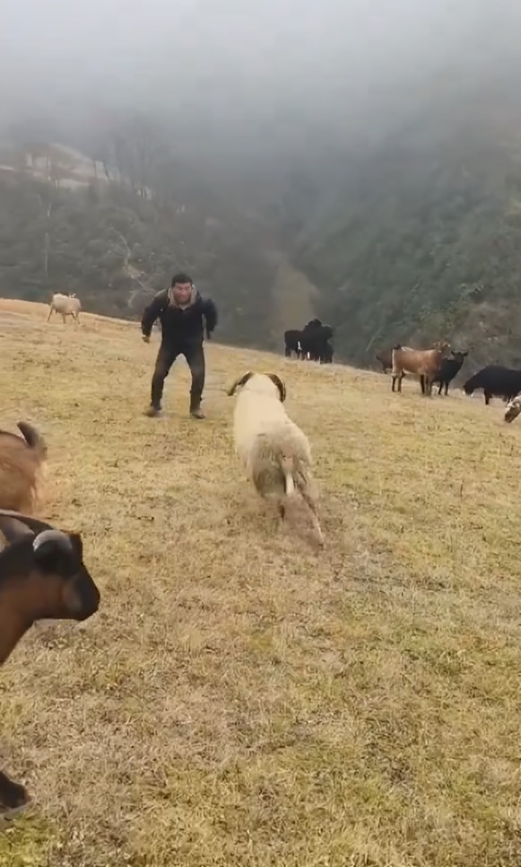 reacción de chivo al juego con hombre sorprende