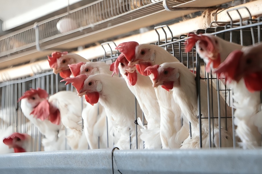 autoridades investigan origen de la gripe aviar H5N2