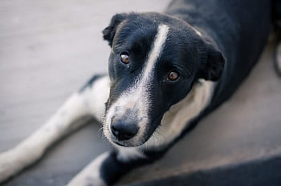 critican a atleta por correr con perrito atropellado