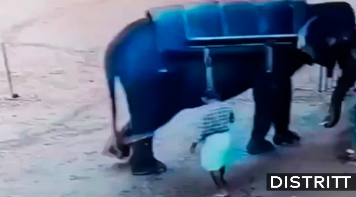 Elefante aplasta a hombre de la tercera edad en India