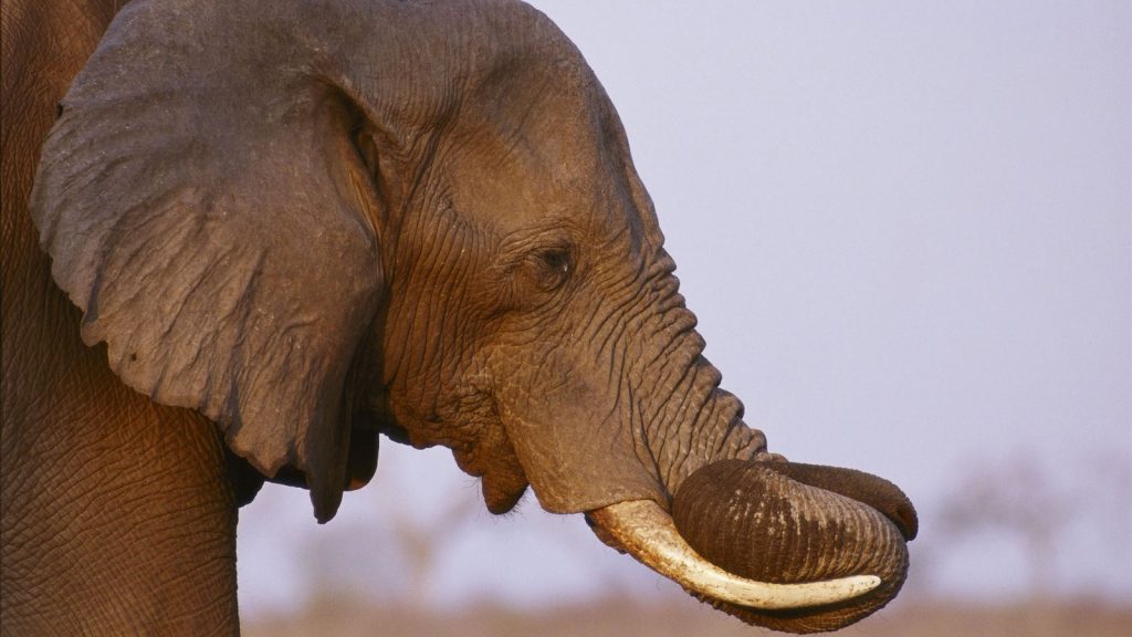 Elefante asesina a cuidador en India
