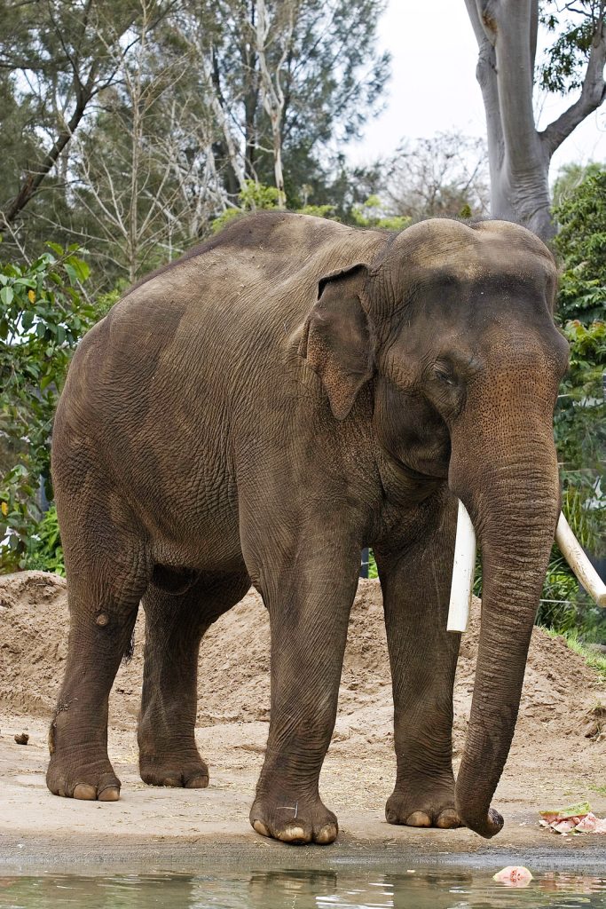 Elefante de India acata a cuidador