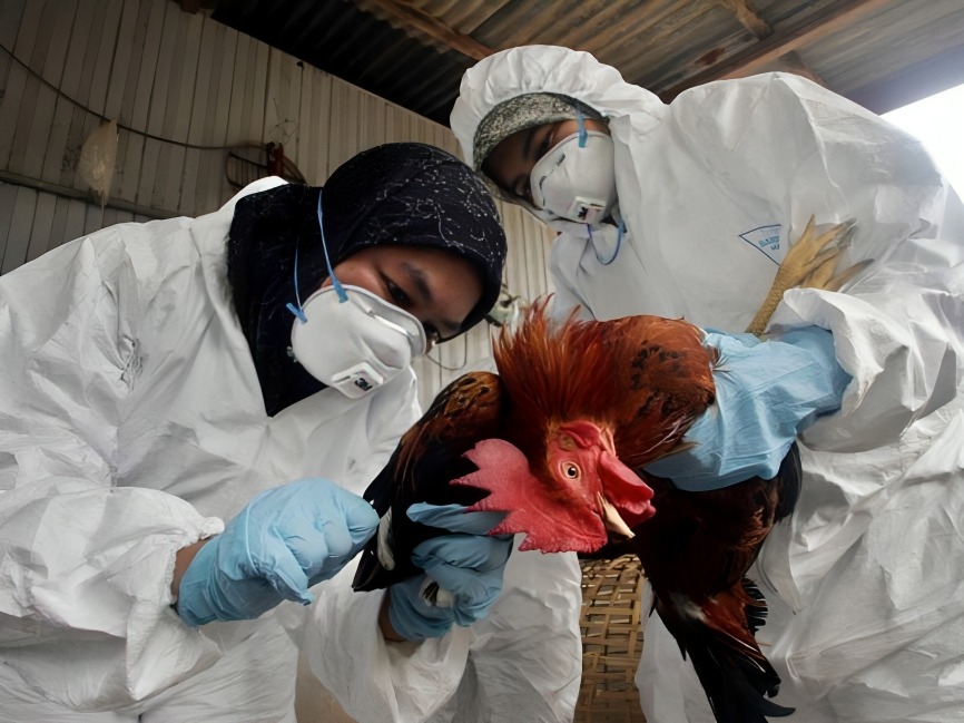 OMS declara primer caso de gripe aviar H5N2 en México