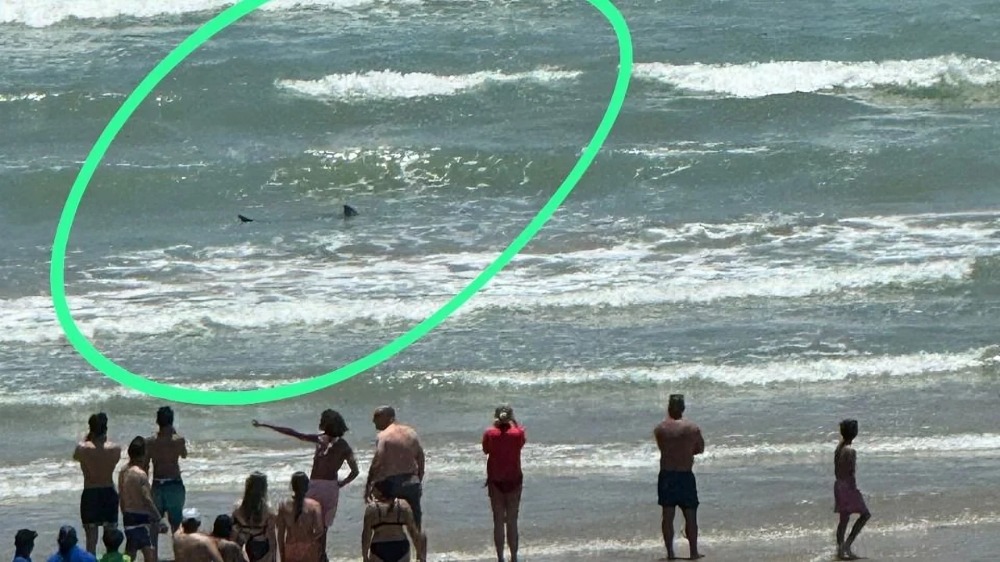 avistamiento de tiburón en Isla del Padre