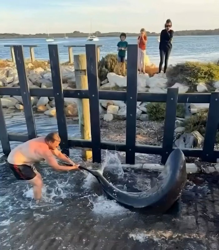 Hombre arrastra a tiburón