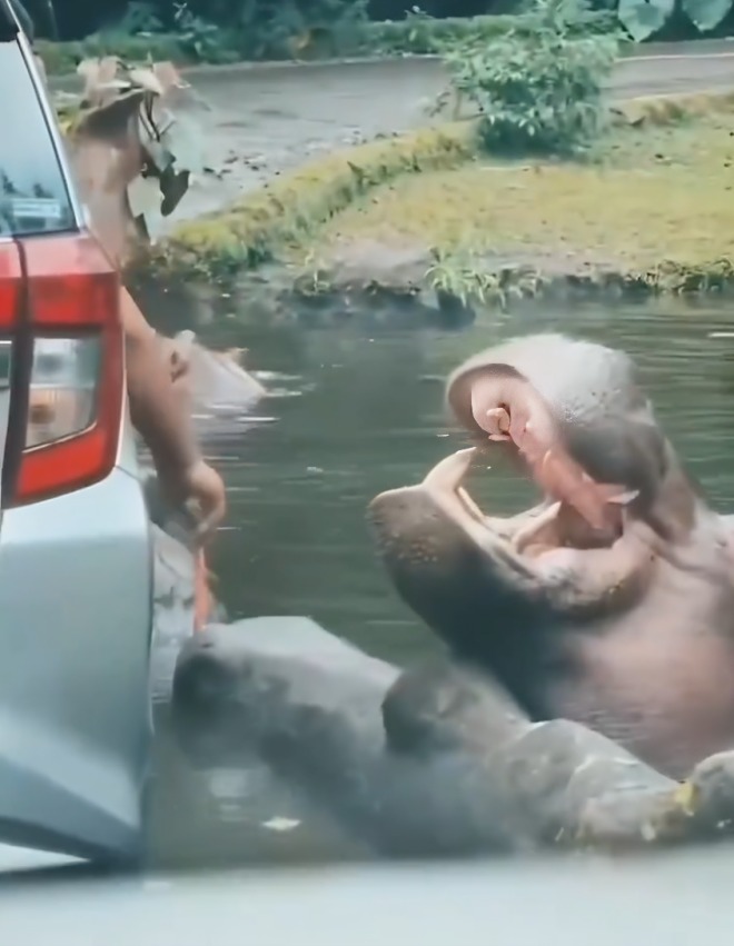 hombre avienta bolsa de plástico durante safari