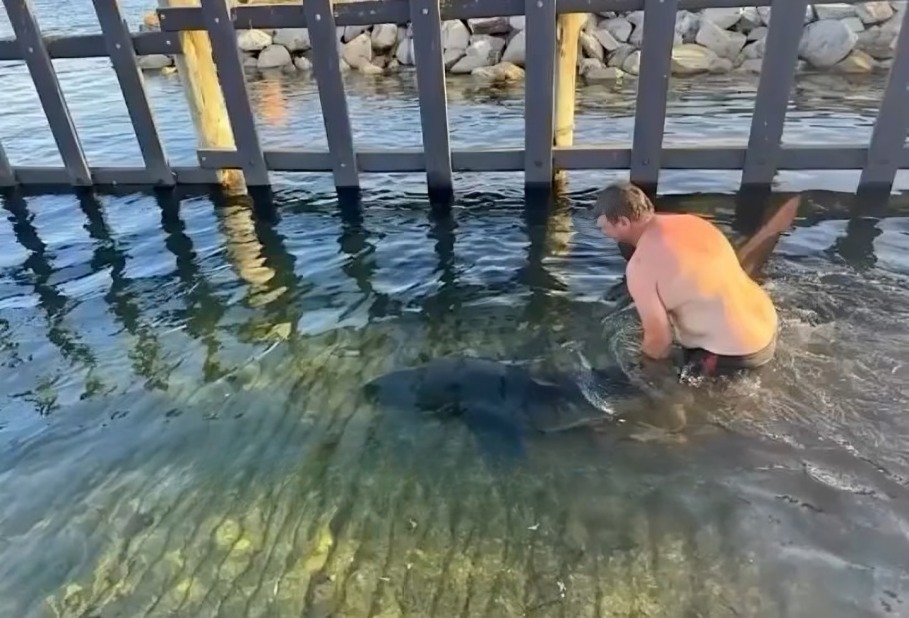 Hombre ayuda a tiburón