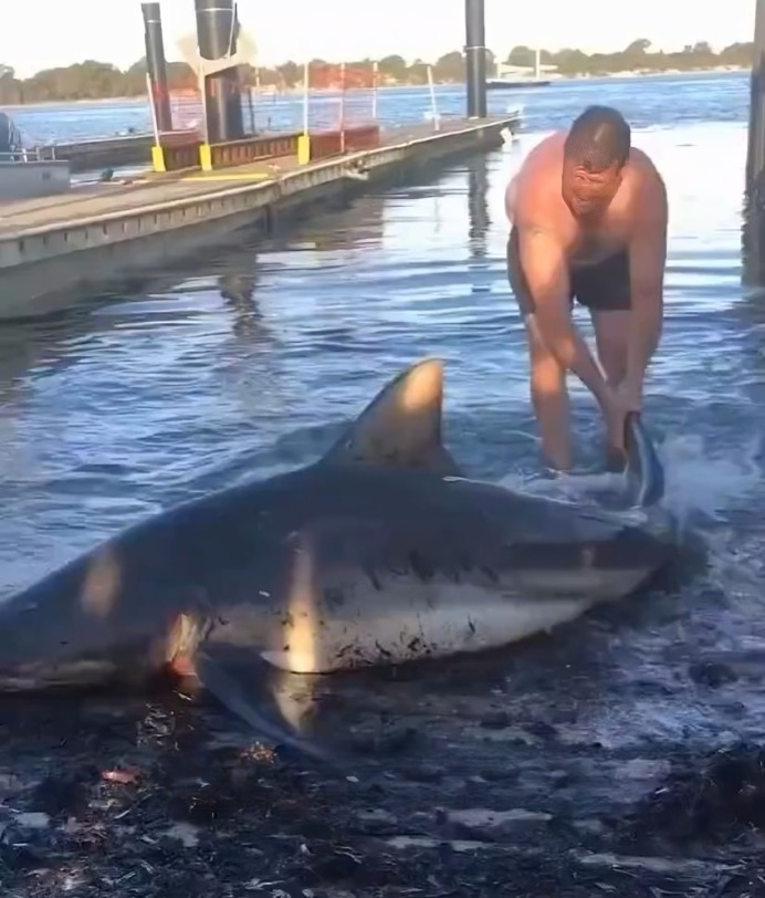 Hombre con tiburón