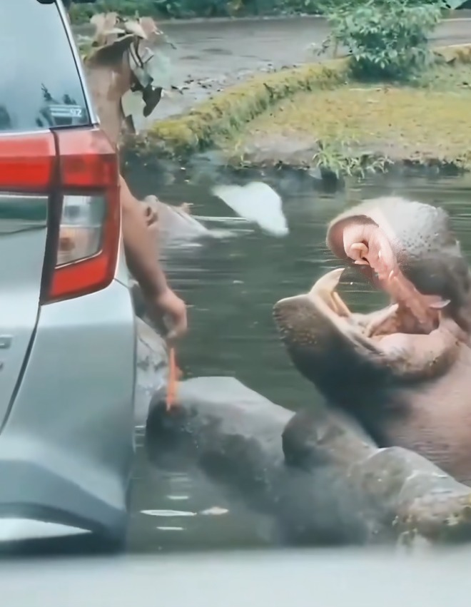 hombre engaña a hipopotamo para darle bolsa de plastico