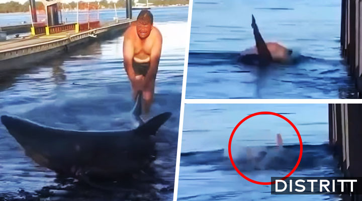 Tiburón ataca a hombre que lo ayudó