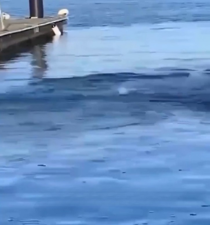 Tiburón se lleva a hombre