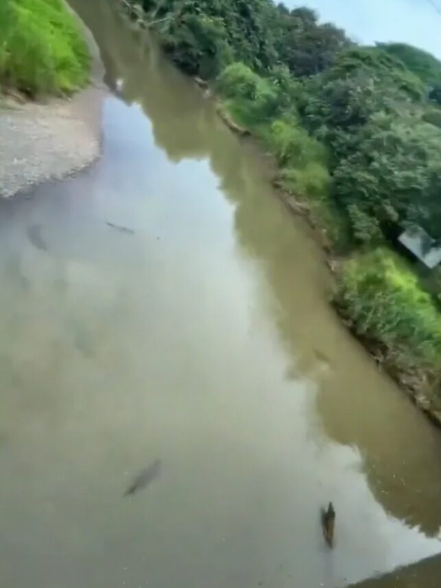 Río lleno de cocodrilos