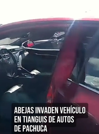 Enjambre de abejas invade auto