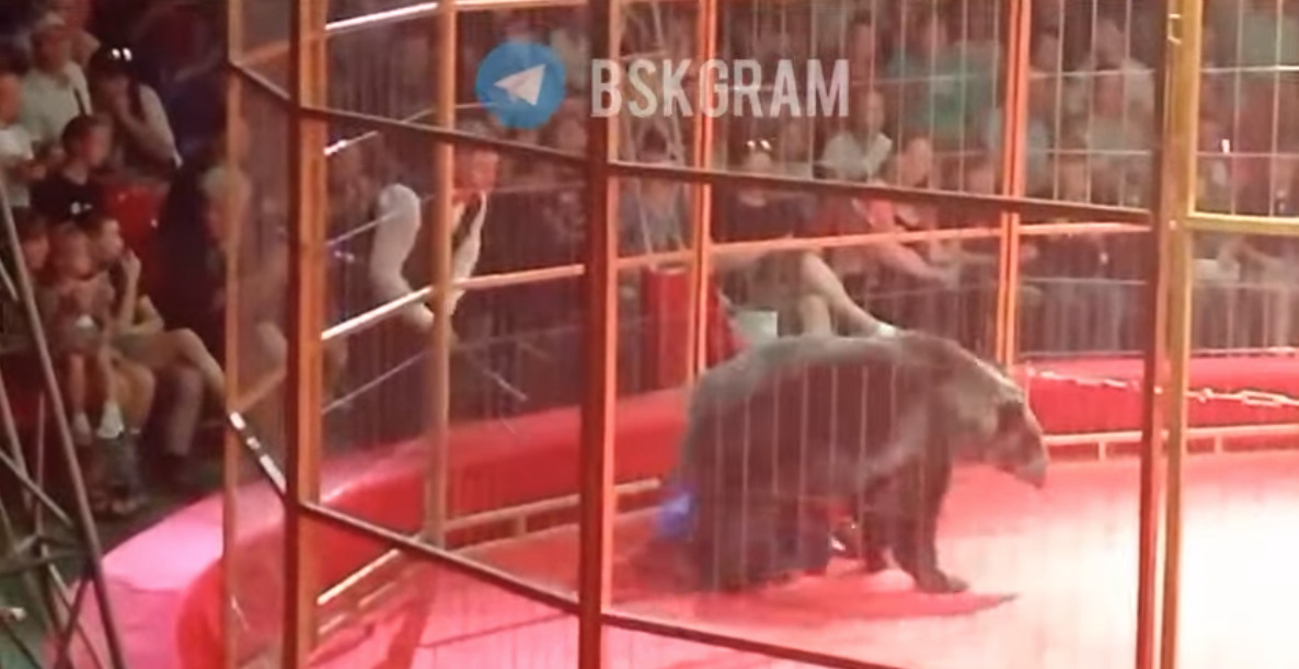 Oso ataca a su entrenador por maltratarlo en circo