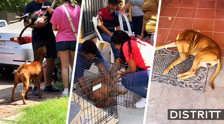 Perro de la calle se acerca a brigada y termina esterilizado