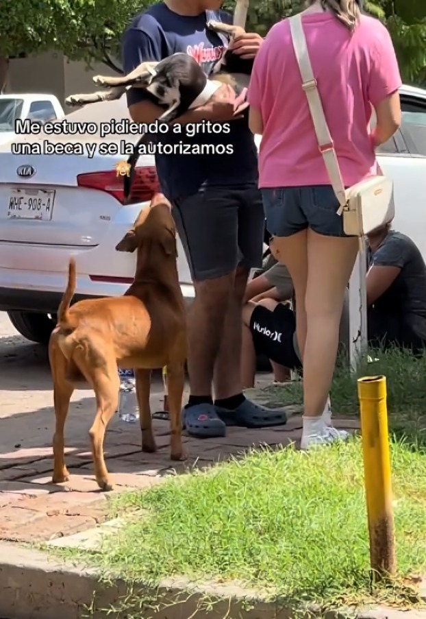 Perro se acerca a brigadistas en busca de comida