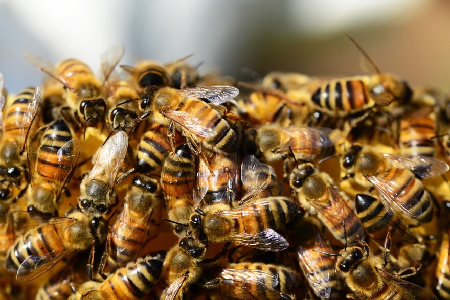 ¿Cómo reaccionar ante un enjambre de abejas?