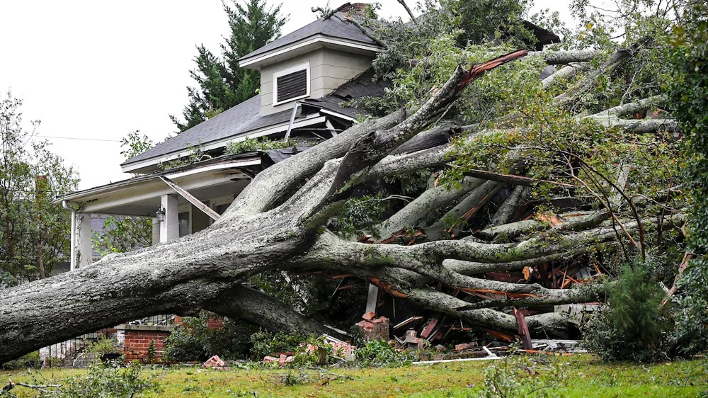 Abuelitos mueren abrazados; fueron apalstados por árbol