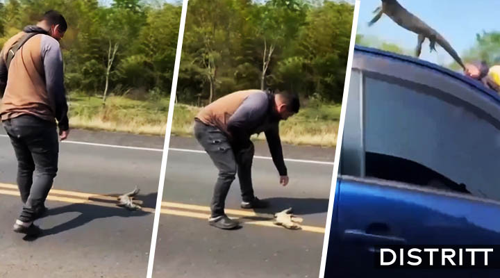 Hombre intenta salvar a lagarto y auto lo atropella