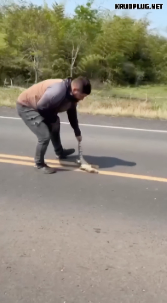 Hombre intenta salvar a lagarto y auto lo atropella