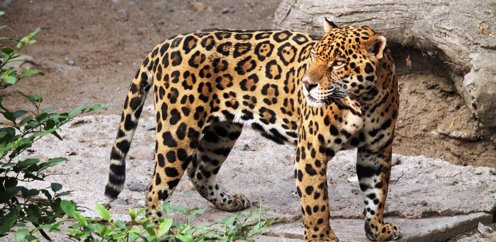 Leopardo