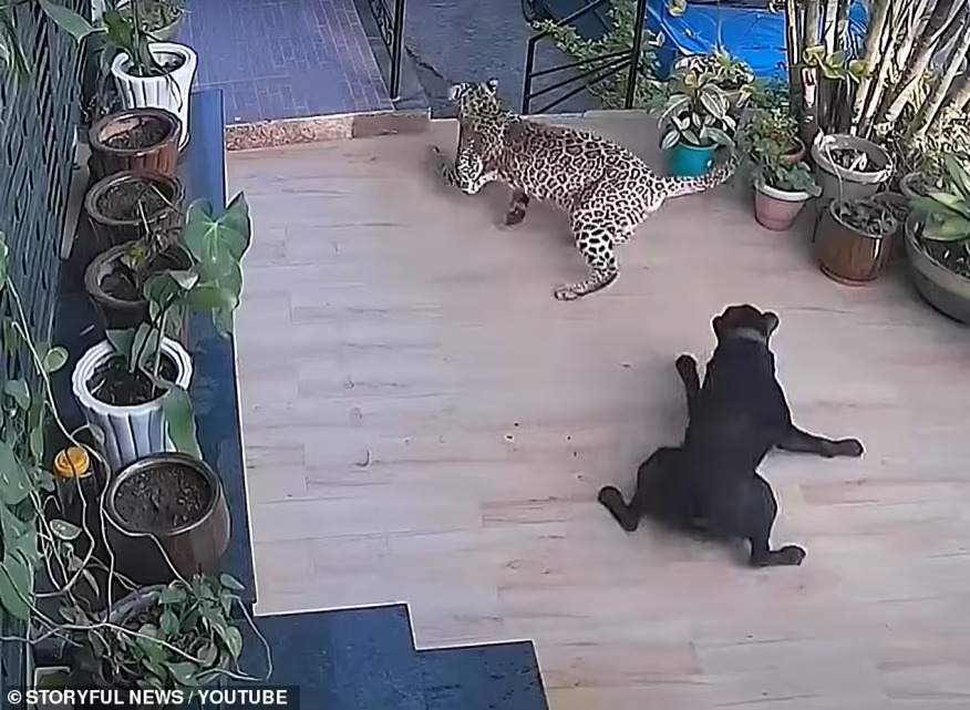 Perro ahuyenta a leopardo