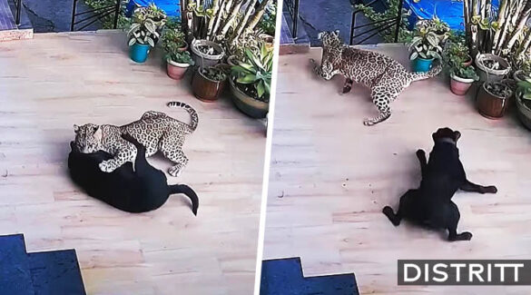 Perro defiende a su dueña de leopardo