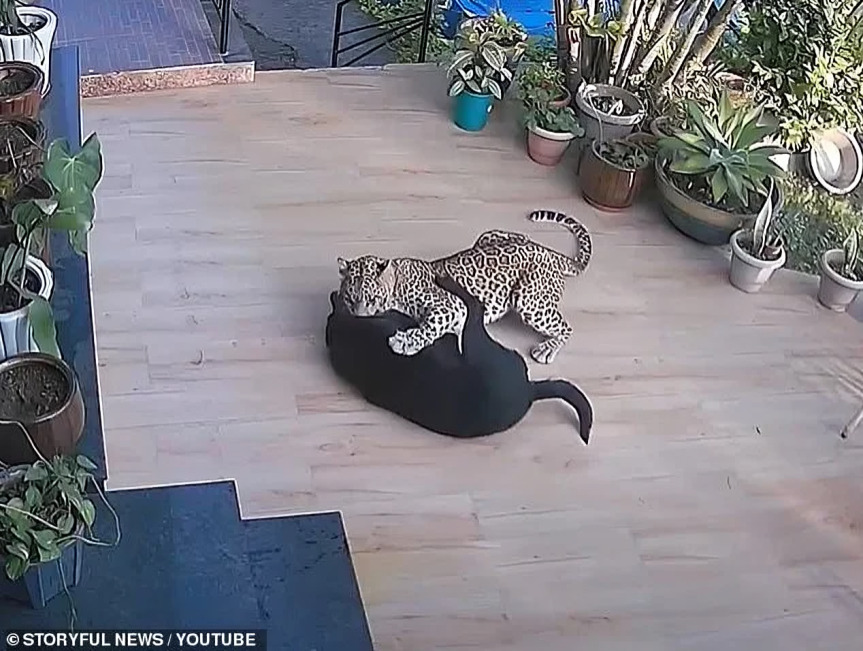 Perro pelea con leopardo