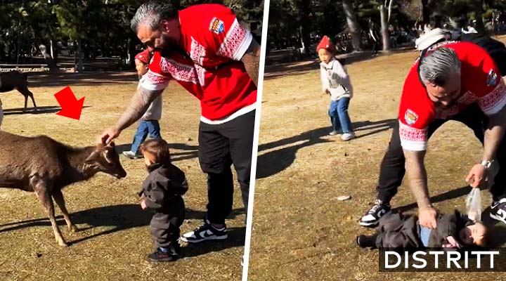 Venado embiste a niño y papá no hace nada