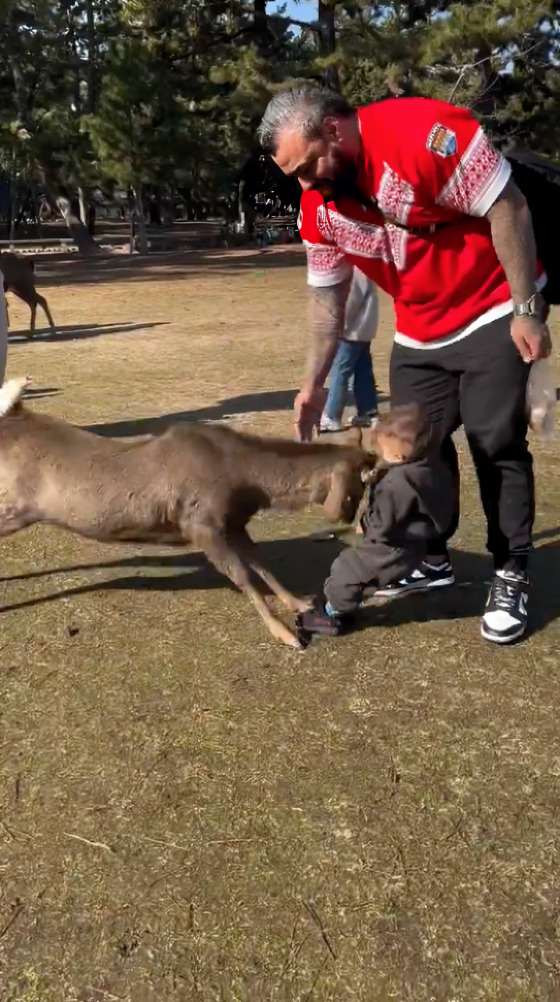 Venado embiste a niño y papá no hace nada