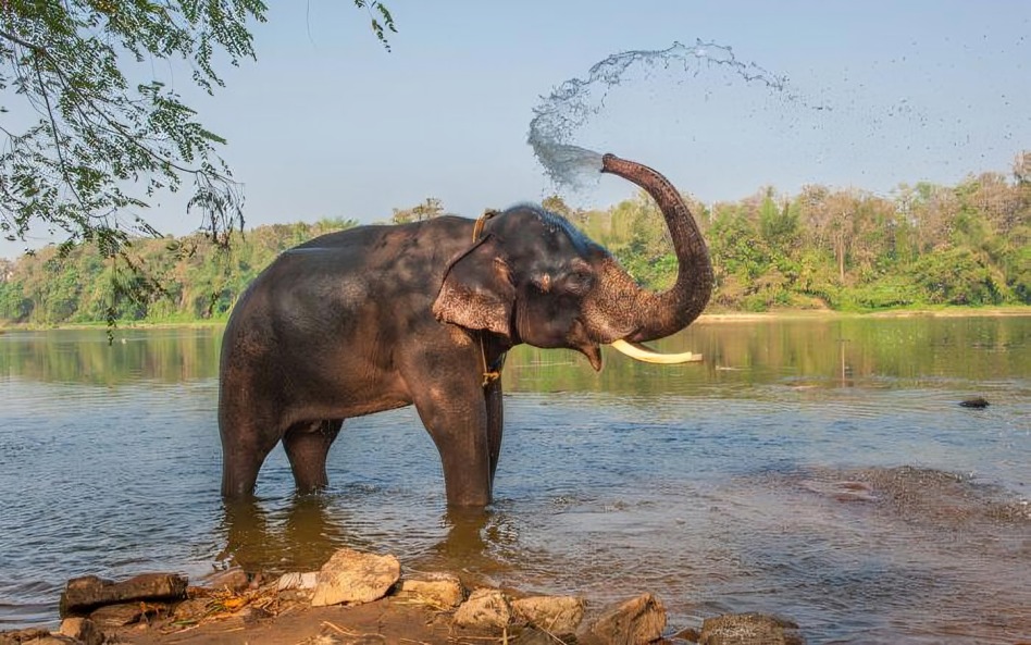 Ataque de elefante desata debate