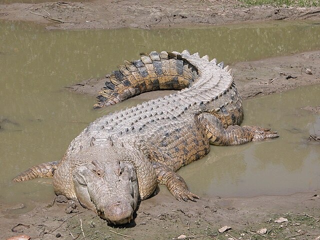 Domador de cocodrilos pierde mano en Show 