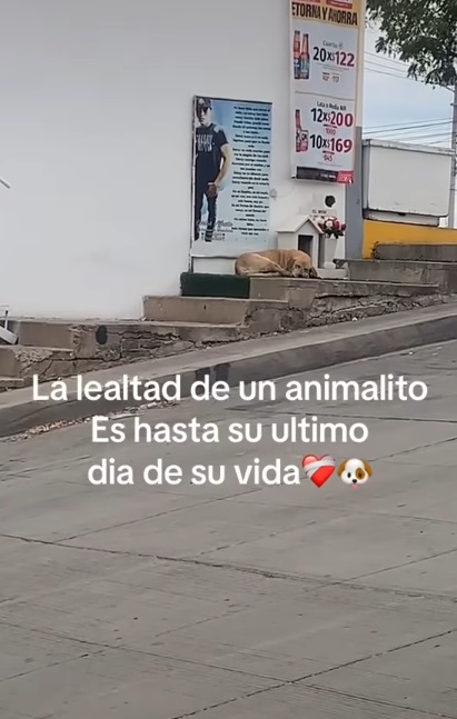 Redes reaccionan a perro que visita diario tumba de su dueño