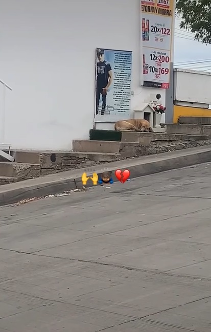 Perro va a donde su dueño falleció