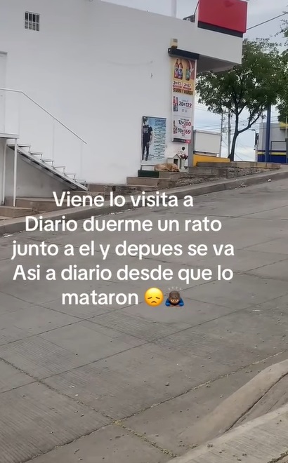 Perro visita diario donde mataron a su dueño