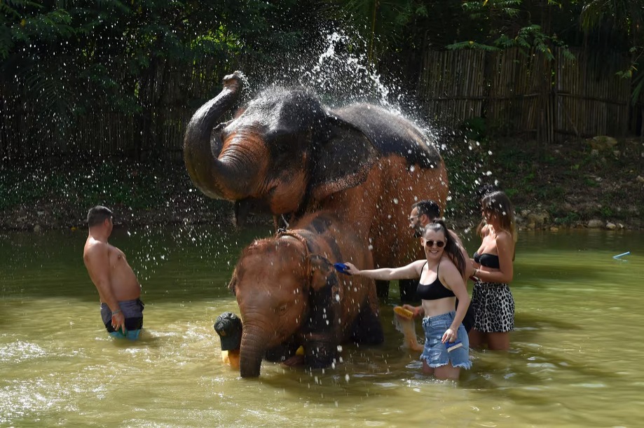 Turista muere atacada por elefante