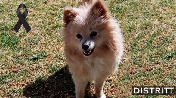 Roban a perro pomerania y lo regresan muerto por paquetería