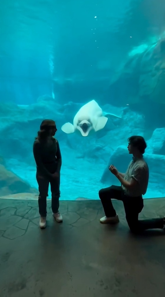 Delfin reacciona a propuesta de matrimonio de pareja