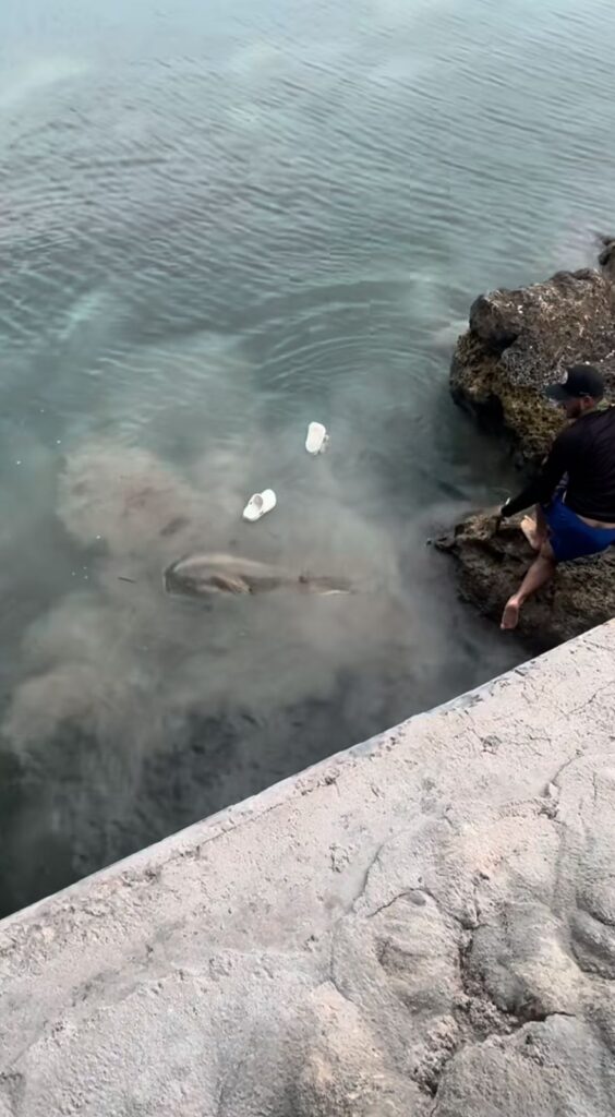 Hombre pierde el equilibrio y cae encima de tiburón