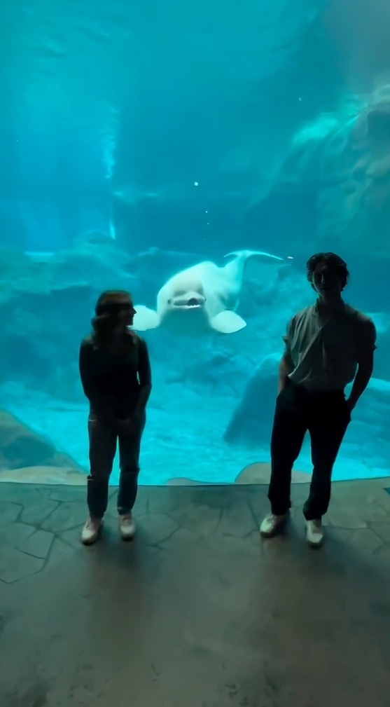 Pareeja hace propuesta de matrimonio en acuario