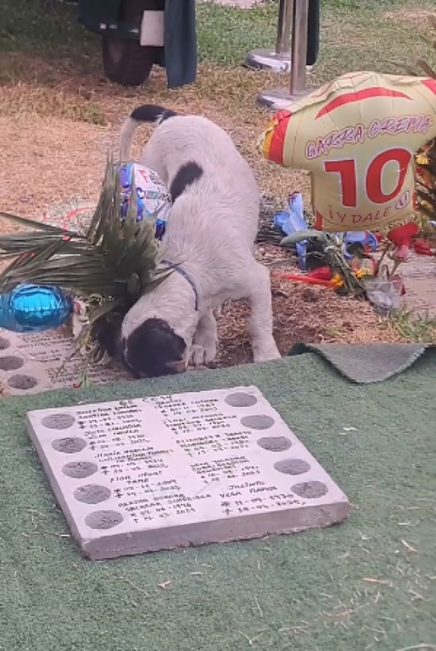 Perrito acompañó a su dueño hasta la muerte trsa enfermedad