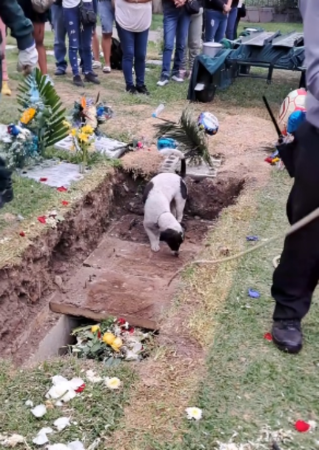 Perrito causa emoción tras despedirse de su dueño en funeral