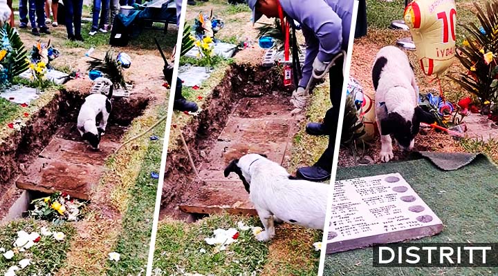 Perrito despide a su dueño en funeral |VIDEO