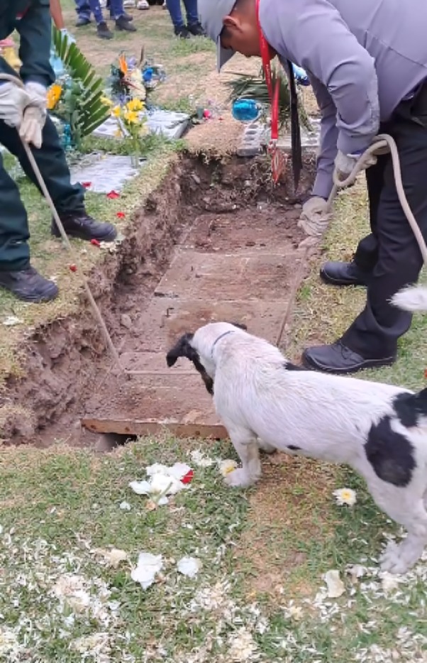 Perrito se acercó a sepultura de su dueño